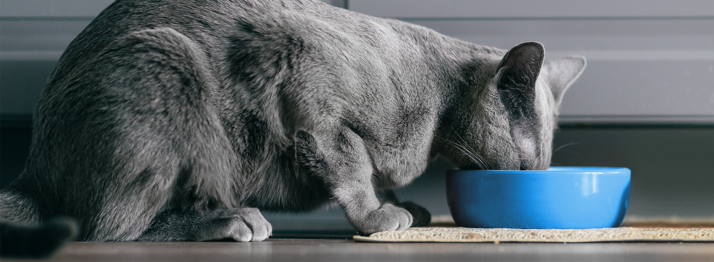 cat eating from bowl