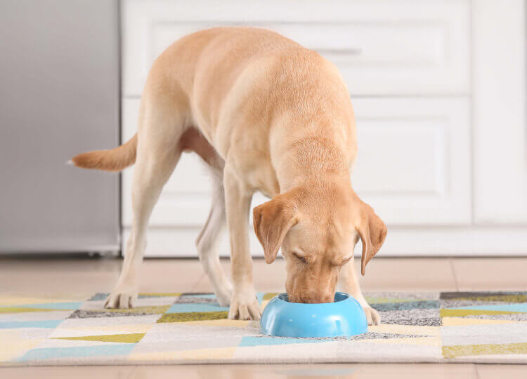 A small Golden Lab is eating their food from a baby blue bowl in their kitchen.
