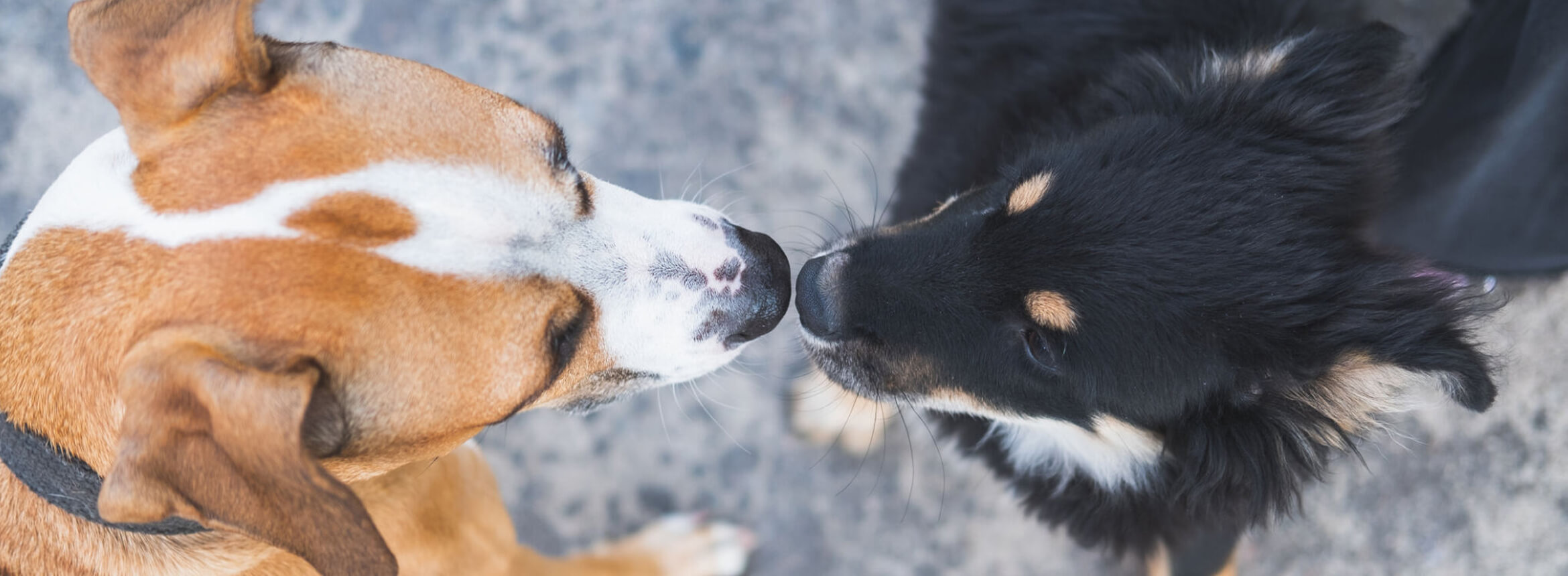 A brown and white dog and a black dog touch noses while standing together on a gray surface.